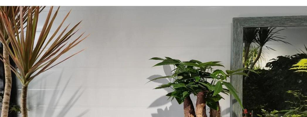 瓜栗的养殖技巧有哪些？