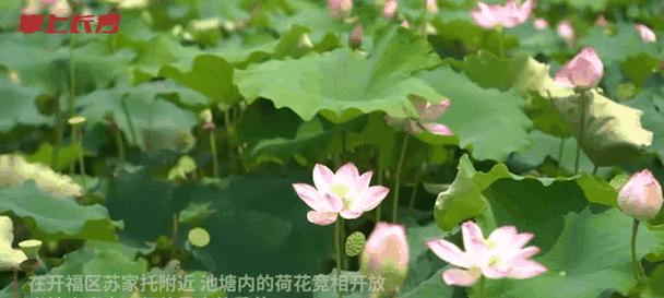荷花什么时候盛开？如何在家中创造适宜的环境？