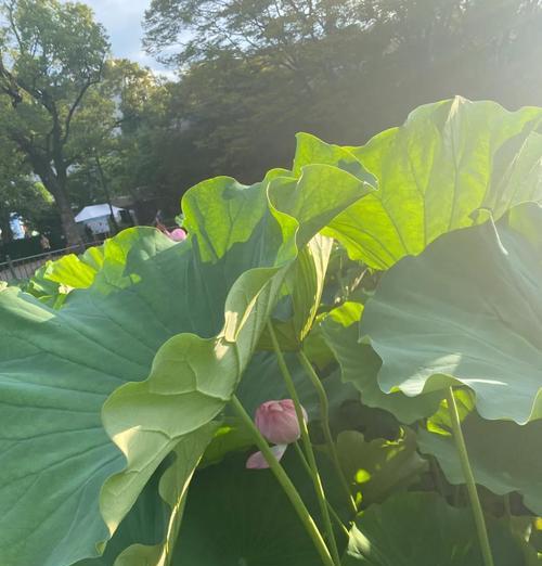 荷花什么时候盛开？如何在家中创造适宜的环境？