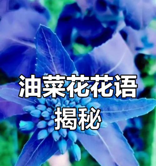 油菜花的花语有何深意？如何在春天表达情感？