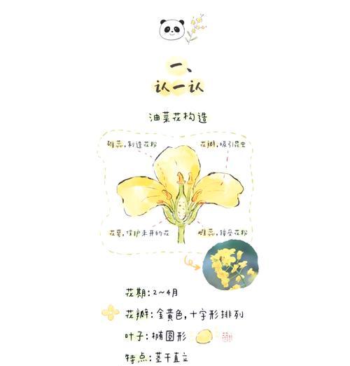 油菜花的花语有何深意？如何在春天表达情感？
