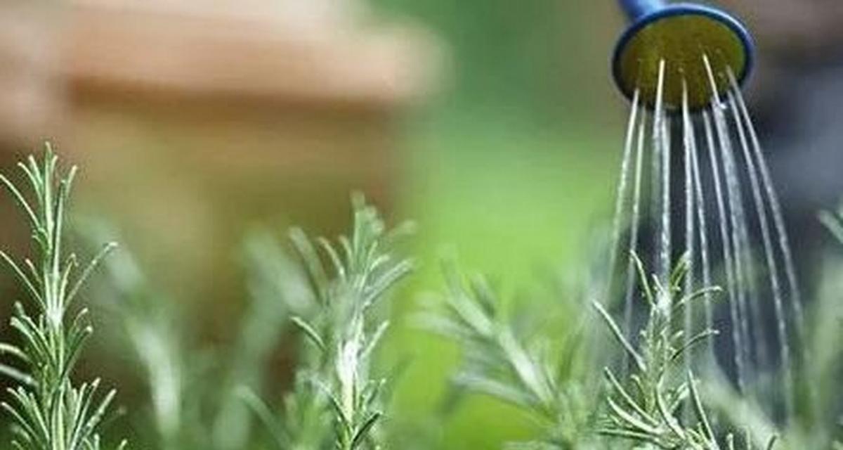红豆杉种植对土壤有何要求？如何选择合适的土壤？