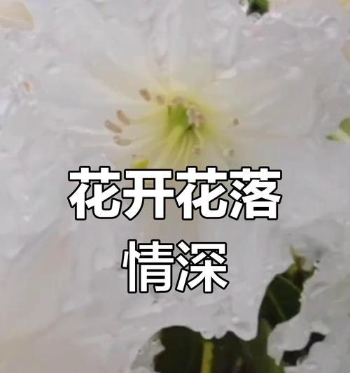 索马花的花语具体是什么意思？