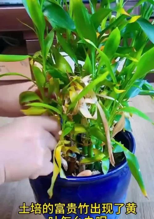 盆栽土发霉的原因是什么？如何处理和预防盆栽土发霉？