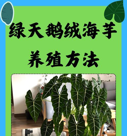 天鹅绒花卉的养护方法是什么？如何确保其鲜艳夺目？