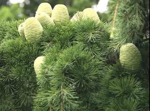 雪松是哪种植物？它的生长习性如何？