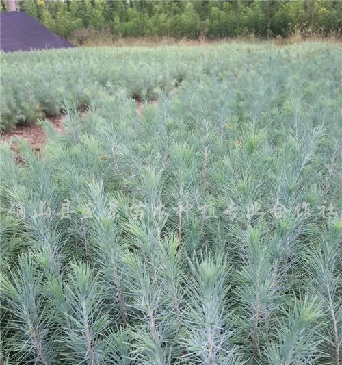 雪松是哪种植物？它的生长习性如何？