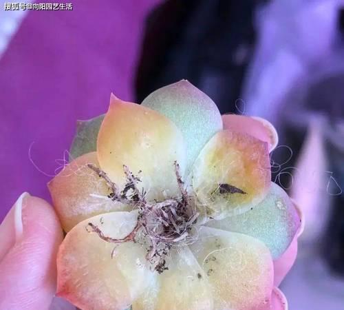 多肉叶片化水了怎么办？有哪些有效的补救措施？