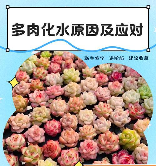 多肉叶片化水了怎么办？有哪些有效的补救措施？