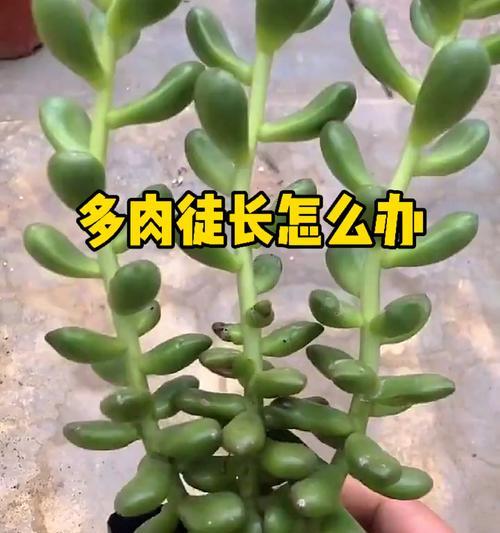 多肉植物徒长了怎么办？如何防止多肉植物徒长？