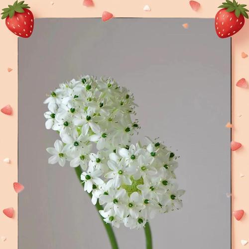 天鹅绒花的花语代表了什么样的情感？