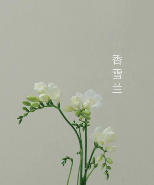 天鹅绒花的花语代表了什么样的情感？