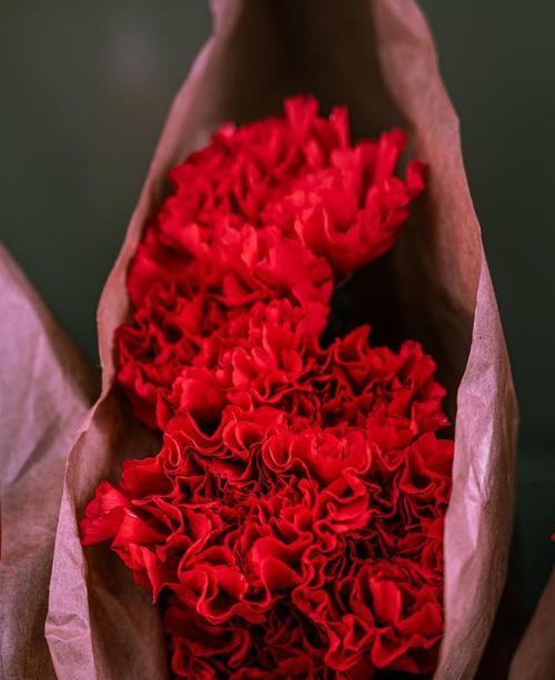 红色大彩球花的花语是什么？适合什么场合赠送？