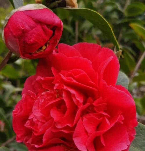红色大彩球花的花语是什么？适合什么场合赠送？