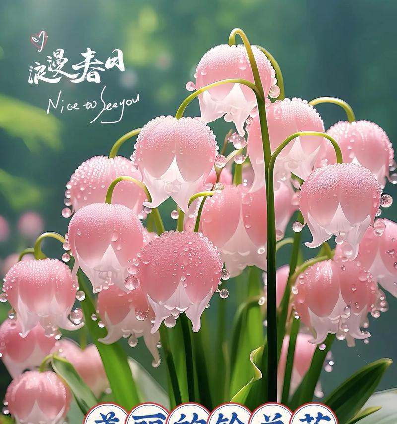 艾特闺蜜的花语有何含义？这种花语代表什么？