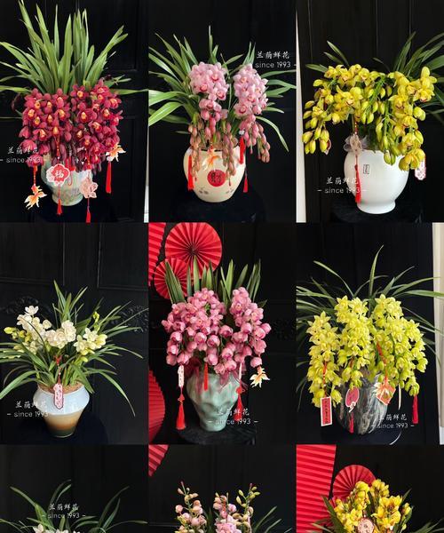 蕙兰花组合花语是什么？蕙兰搭配其他花有何特别含义？