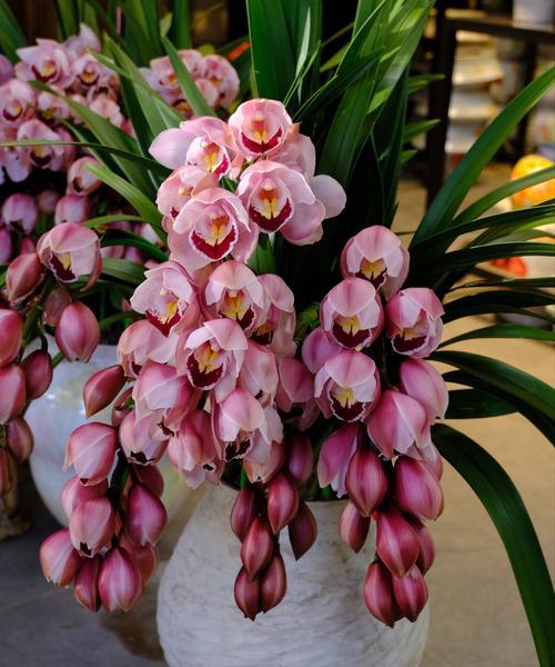 蕙兰花组合花语是什么？蕙兰搭配其他花有何特别含义？