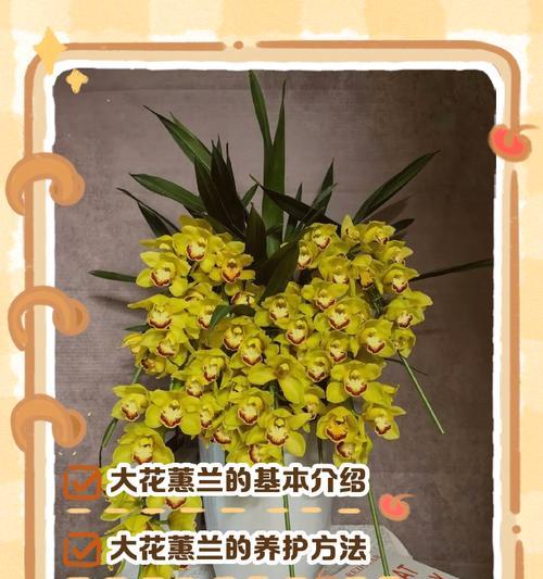 蕙兰花组合花语是什么？蕙兰搭配其他花有何特别含义？