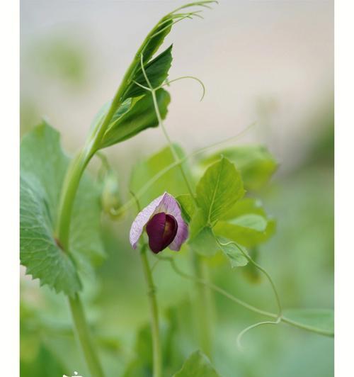豌豆花的花语完整版是什么？豌豆花在花语中代表什么？
