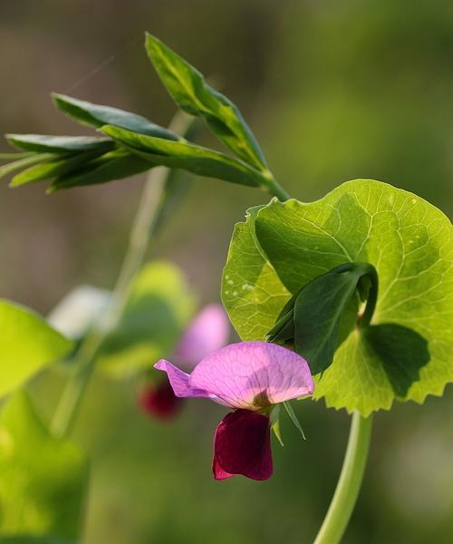 豌豆花的花语完整版是什么？豌豆花在花语中代表什么？