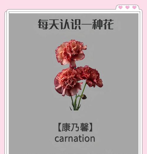 温柔花朵的花语代表了什么情感？