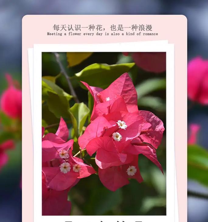 19的花语代表什么含义？