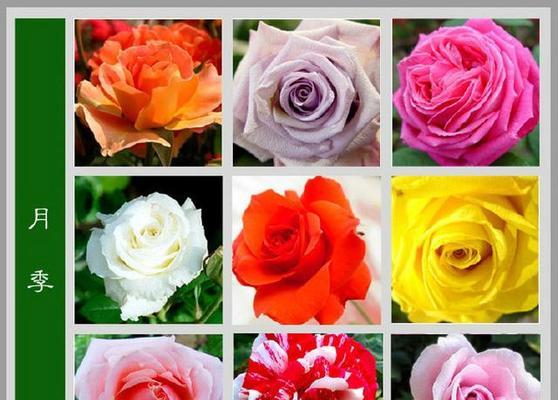 什么花都是花语代表自由吗？花语自由的含义是什么？