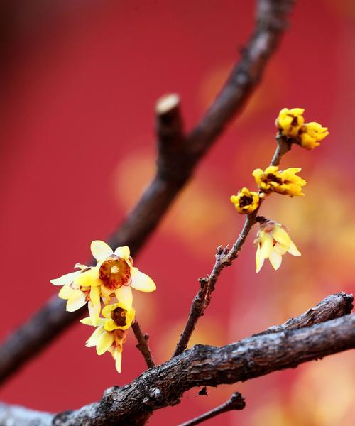 腊梅的寓意和禁忌是什么？花语有哪些？