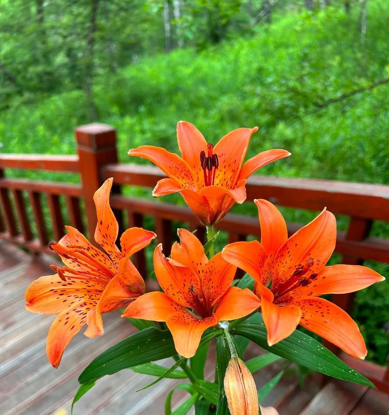 什么花的花语是纯洁？哪种花代表着纯洁无暇？