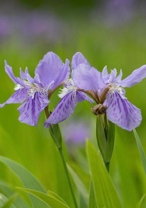 没有花语的花是什么样子？非花语花的特征是什么？