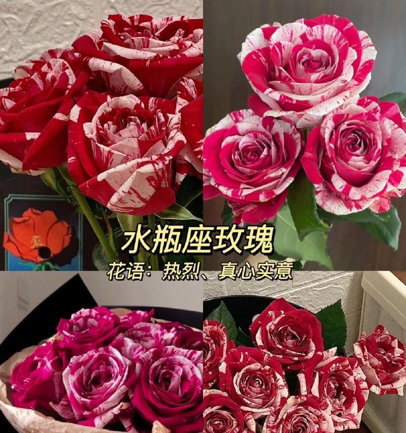 水瓶的花语是什么？水瓶座与花语有何关联？