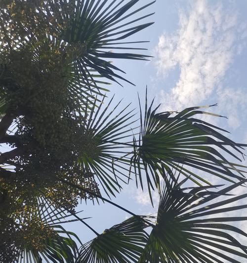 和棕榈树相似的花语是什么？自己爱自己是什么花语？