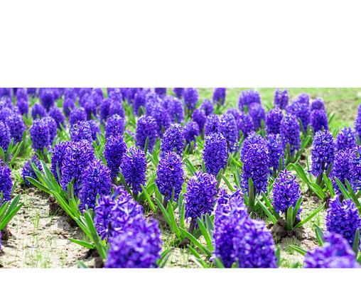 和棕榈树相似的花语是什么？自己爱自己是什么花语？