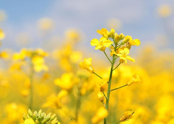 油菜花的花语是什么？油菜花代表了什么？