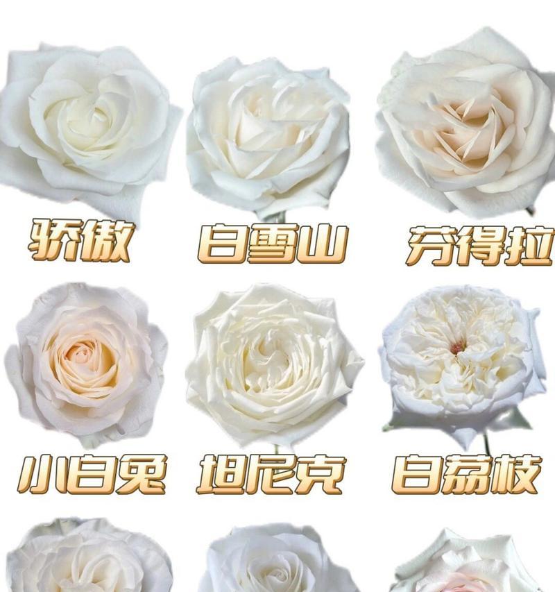 白玫瑰被染红了的花语是什么？染红白玫瑰代表什么？
