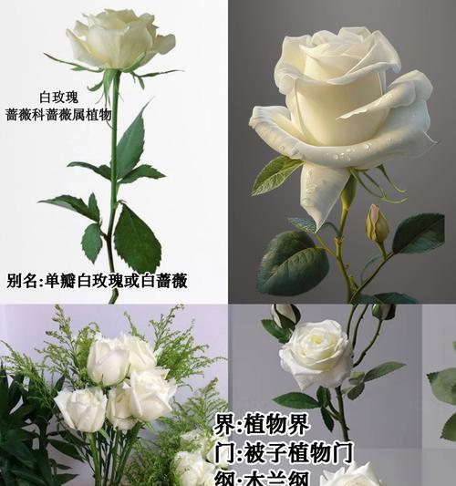 白玫瑰被染红了的花语是什么？染红白玫瑰代表什么？