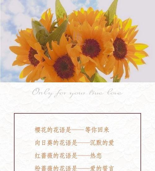 好几束花的花语代表了什么？