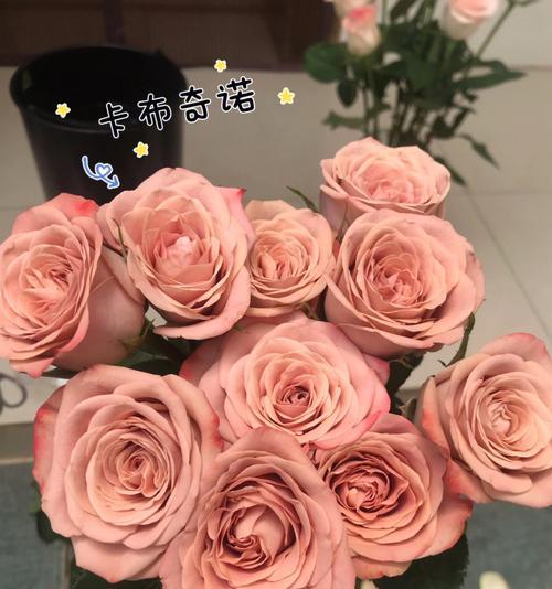 卡布奇诺玫瑰的花语是什么？它传递了怎样的情感？