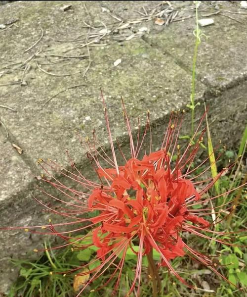 暗示思念的花语是什么？如何通过花语表达思念之情？