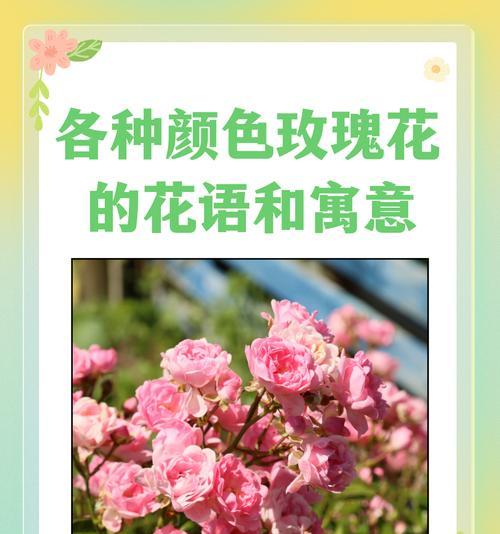 痊愈的花语有哪些祝福含义？