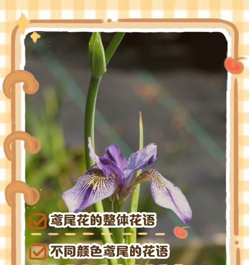 痊愈的花语有哪些祝福含义？