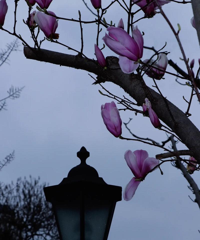 一枝低调的花语有何含义？代表了什么？