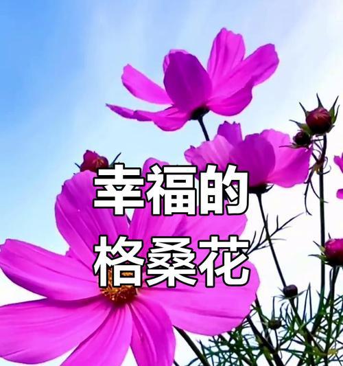 哪种花象征着不断进步和成长？