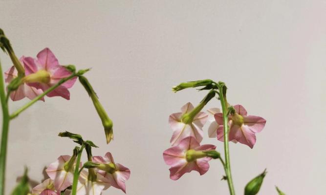 花烟草的花语是什么？花烟草有何浪漫寓意？