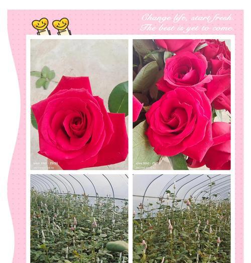 红玫瑰通常代表什么？花语中有哪些情感表达？