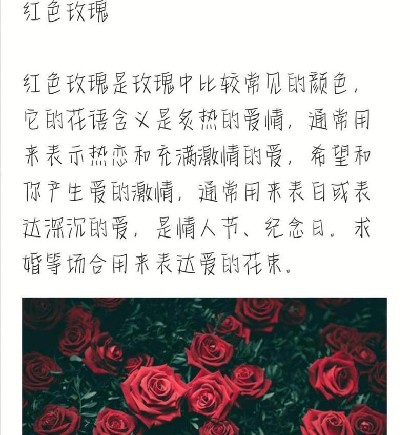 红玫瑰通常代表什么？花语中有哪些情感表达？