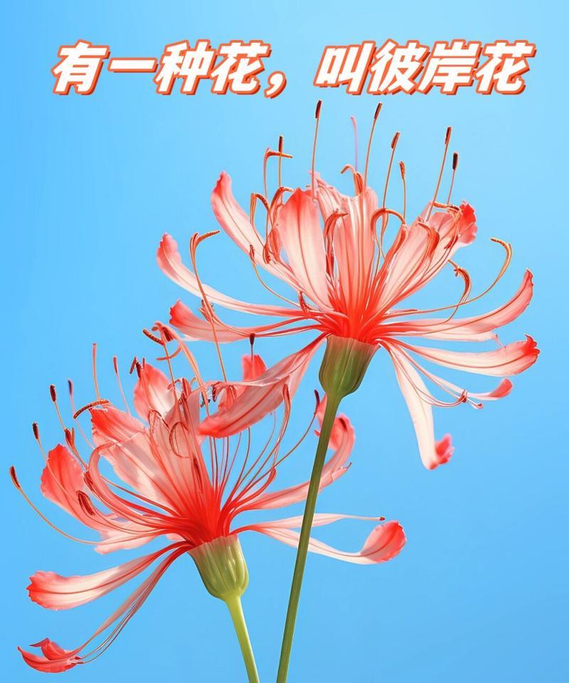 黄色彼岸花的花语有何特别之处？