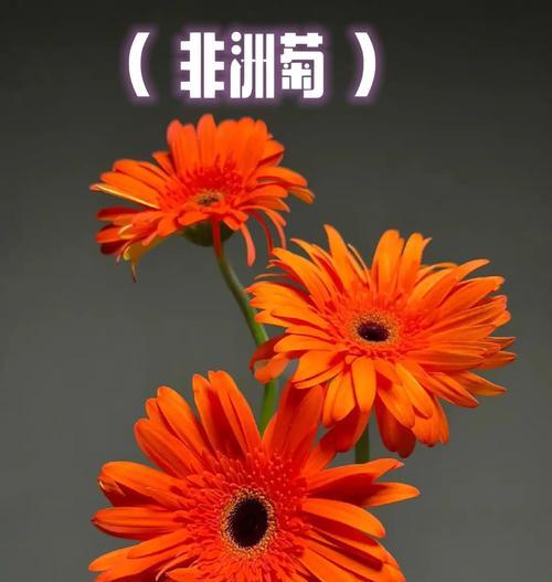 树的花语代表爱与自由吗？具体含义是什么？