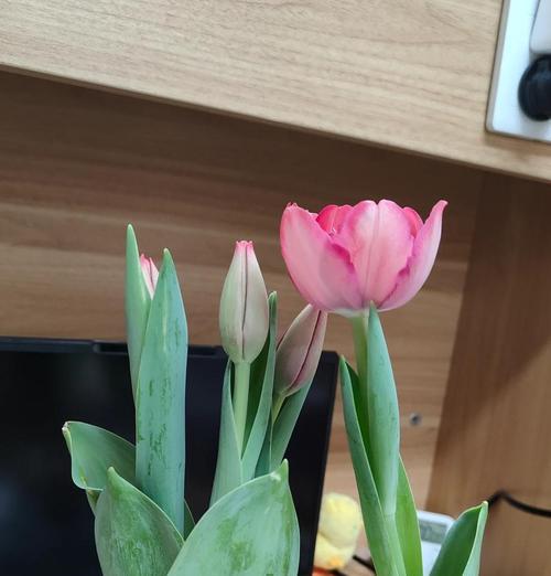 军恋中送女朋友什么花合适？花语有何深意？