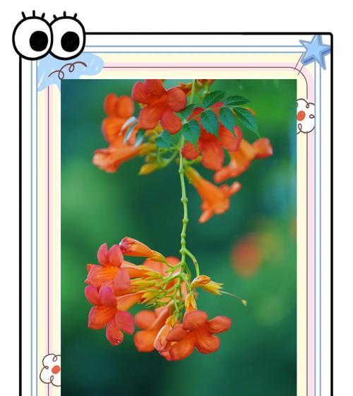 凌霄花的花语有何寓意？